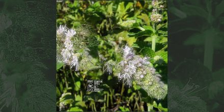 Nachtdigital Mint: Vinyl-Compilation zur letzten Ausgabe des Festivals