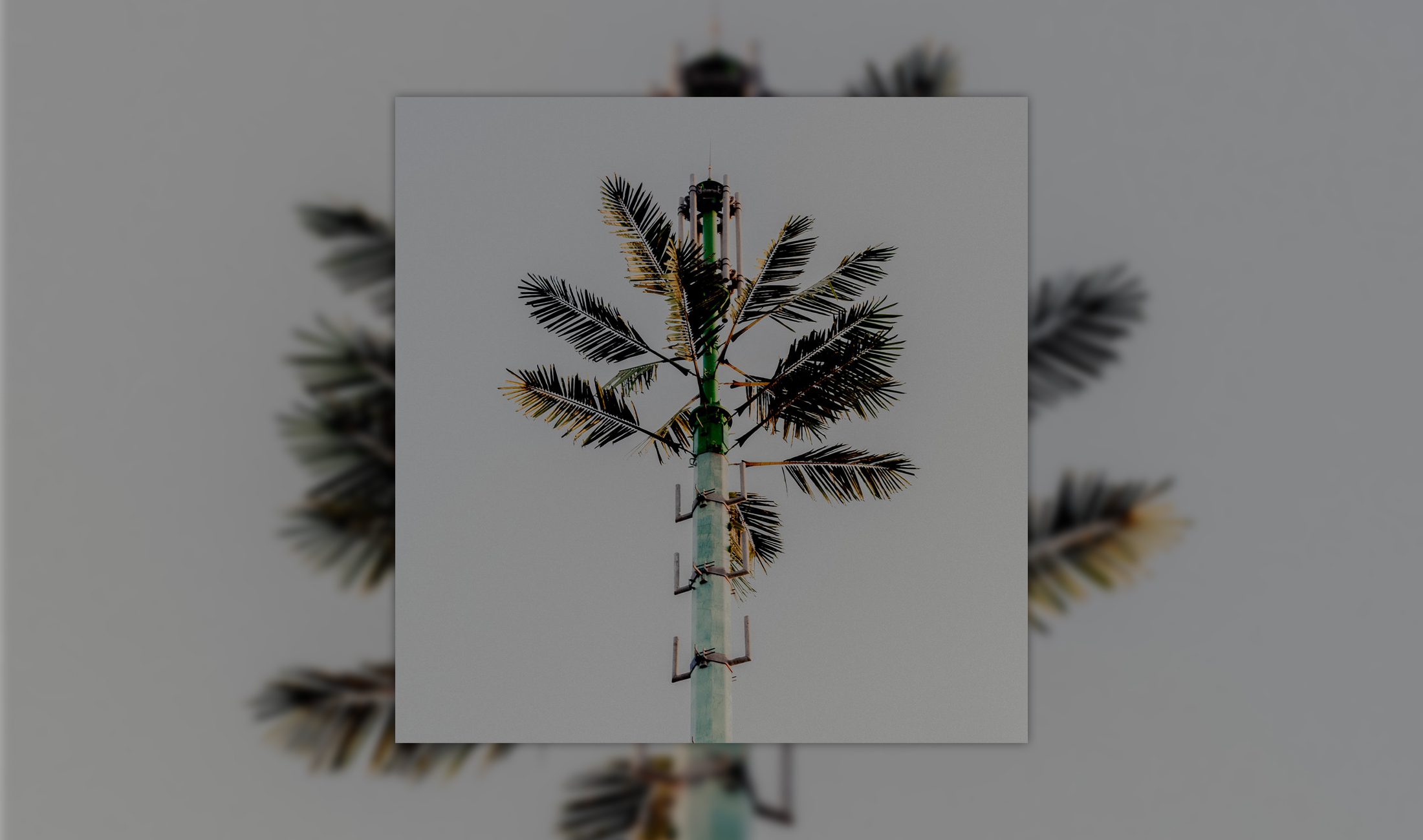 DJ Balduin Concrete Mimosa Review.